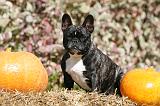 BOULEDOGUE FRANCAIS 1200